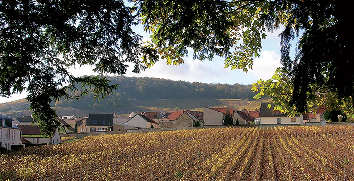 Vinice u Mesnil sur Oger